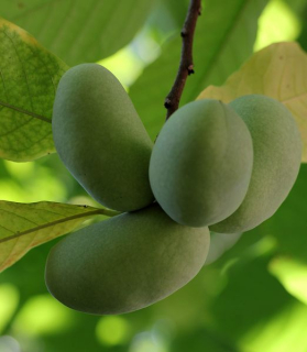 Asimina triloba 'Shenandoah'